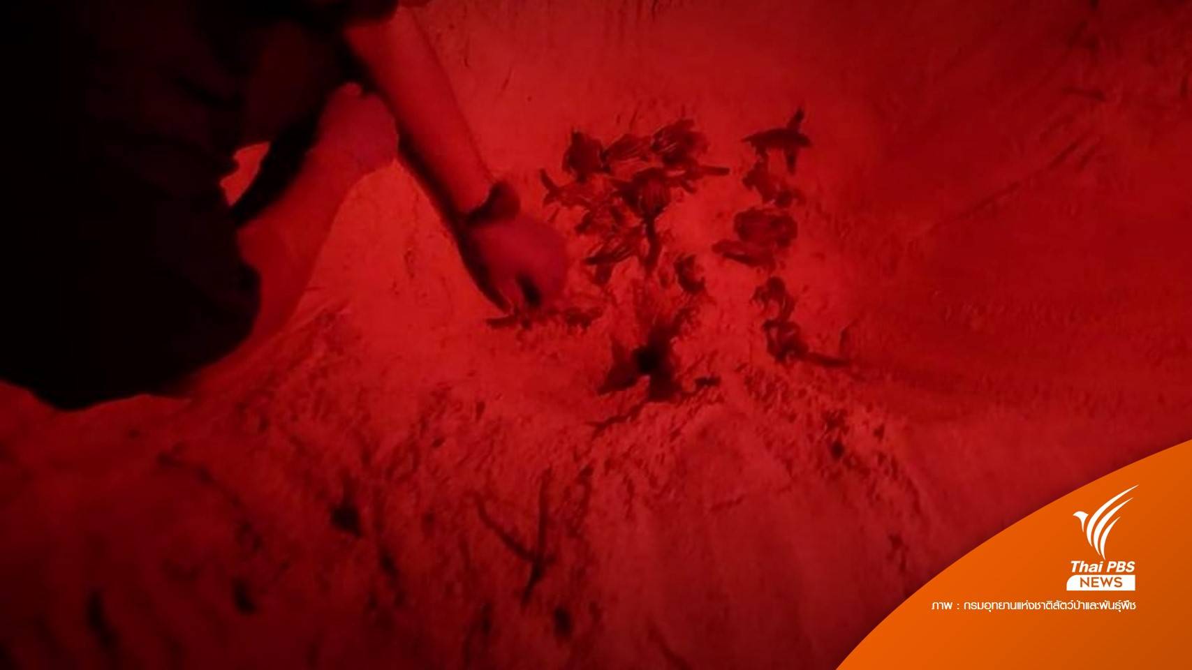 อุทยานฯ สิรินาถ ปล่อย "ลูกเต่ามะเฟือง" 32 ชีวิตสู่ทะเล