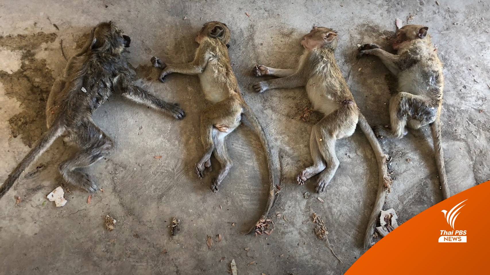 จับ 2 ผู้ต้องหาวางยา-จับลิงเขาหน่อ เร่งขยายผลขบวนการค้าลิง