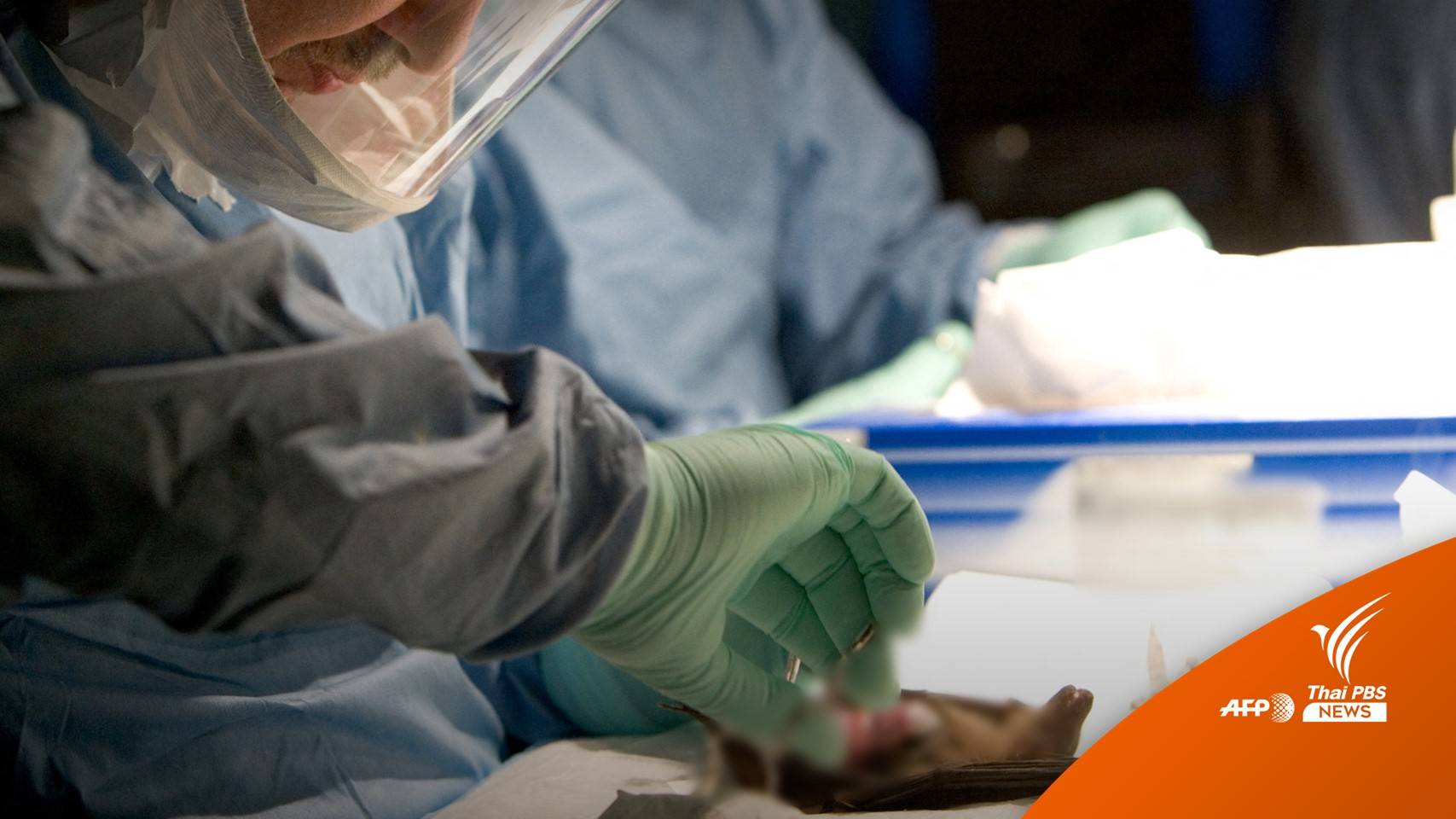 รู้จัก "ไวรัสมาร์บวร์ก" พบอัตราตายสูง ติดต่อทางเลือด-อุจจาระ