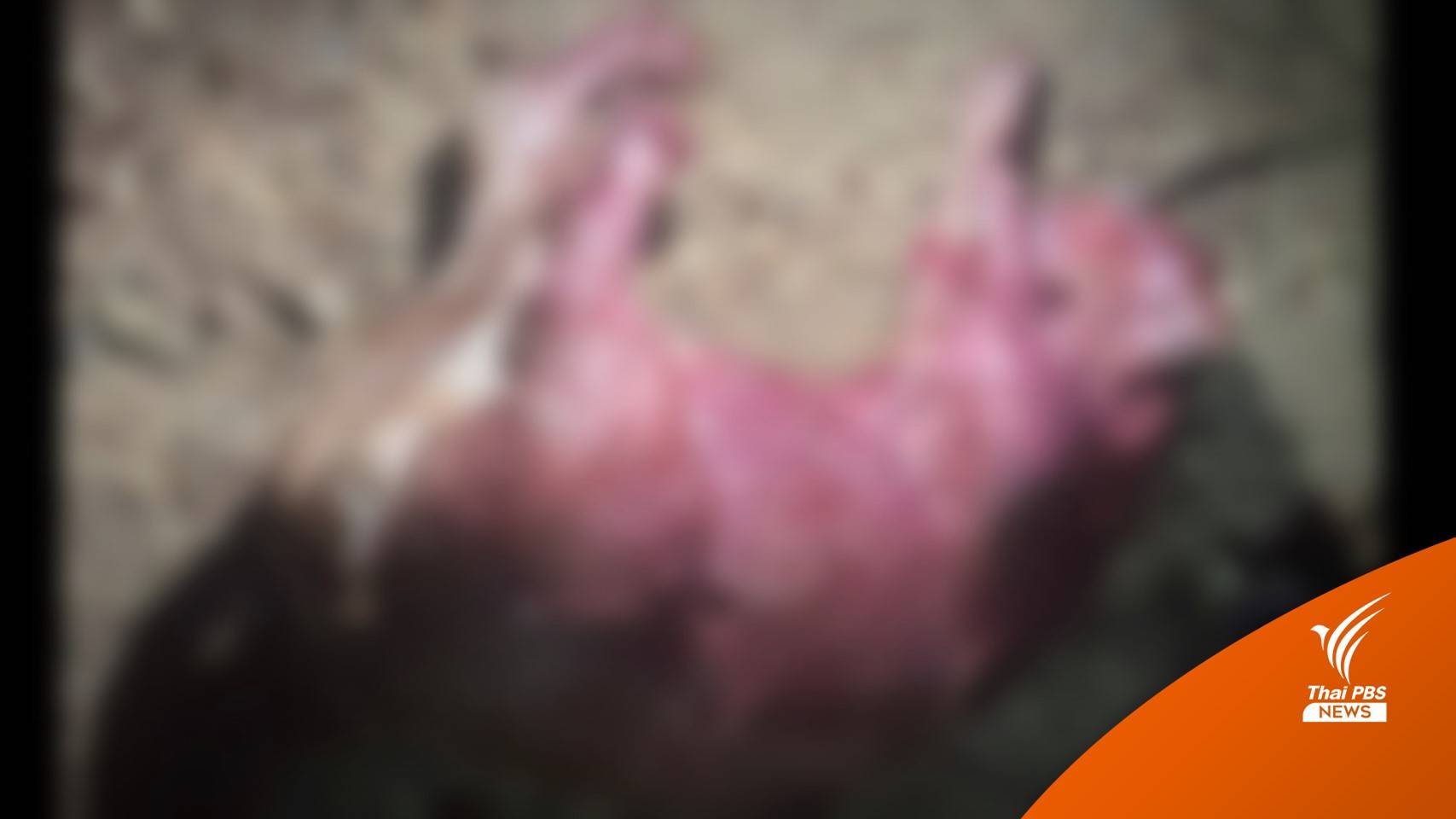 เพื่อนบ้านสารภาพทำร้าย-ฆ่าแมว "กาฟิว" เจ้าของจ่อเอาผิดเพิ่ม