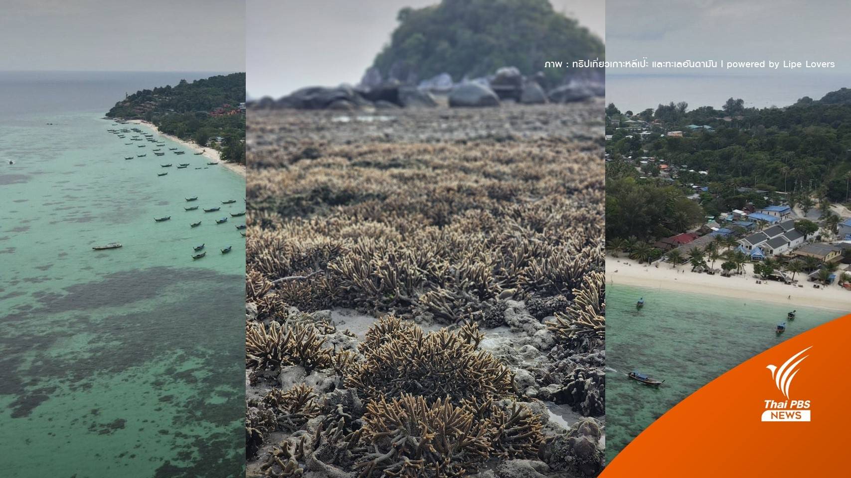 คุมปะการัง "เกาะหลีเป๊ะ" หลังพบนักท่องเที่ยวเดินย่ำตอนน้ำลด