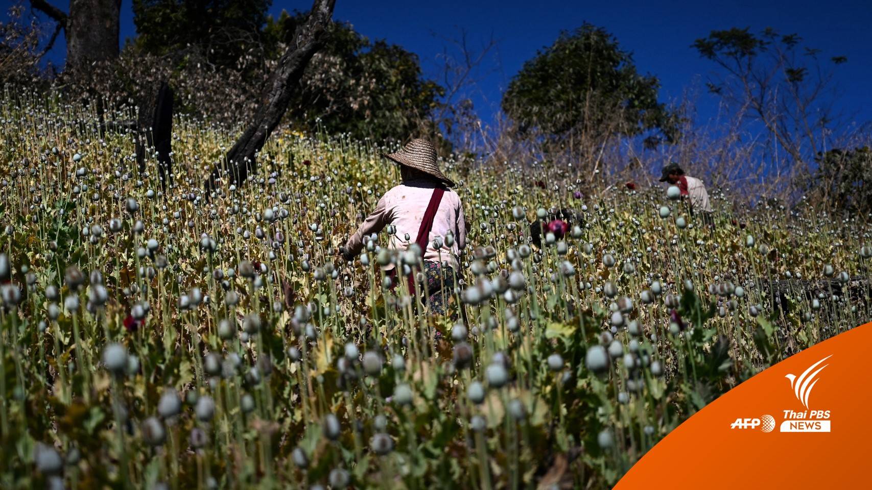 เมียนมาปลูกฝิ่นสูงสุดในรอบ 9 ปีหลังเกิดรัฐประหาร
