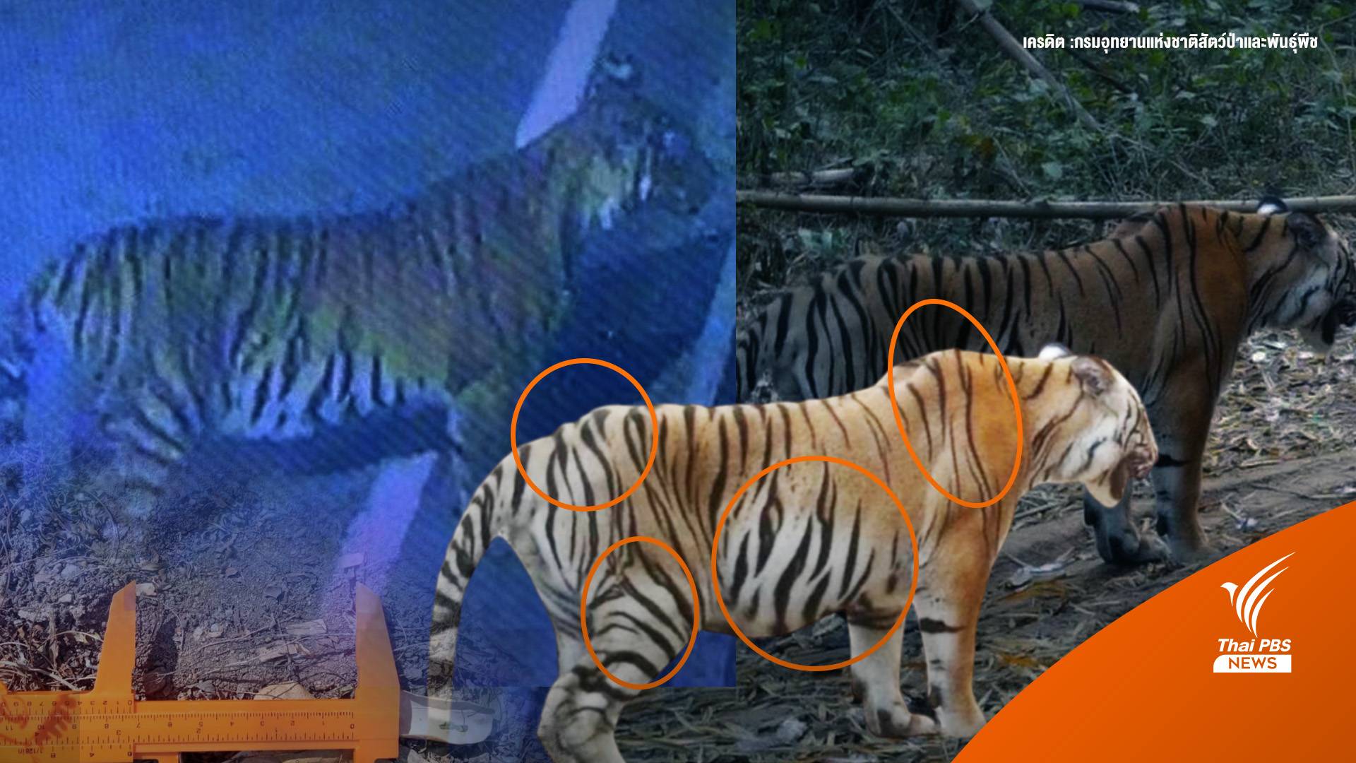 ไขความลับ! ลายพาดกลอนเสือโคร่ง บอกอะไร?