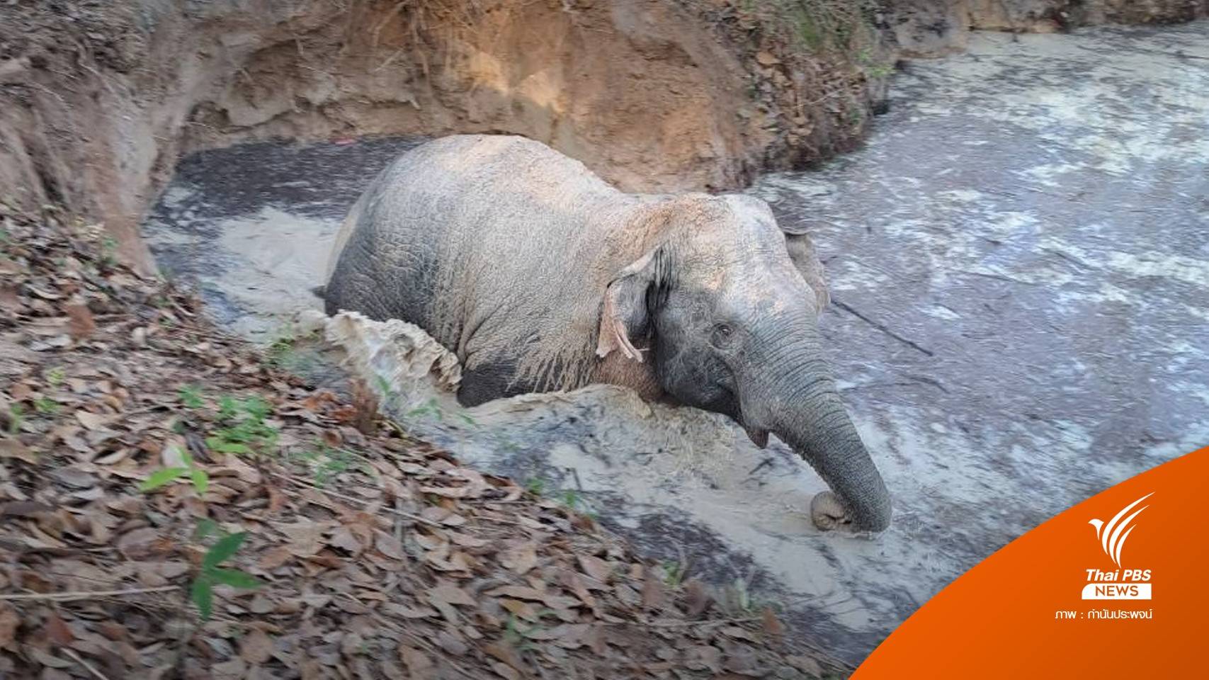 ช่วยสำเร็จ "ช้างป่า" ตกบ่อน้ำในสวนยางบุรีรัมย์