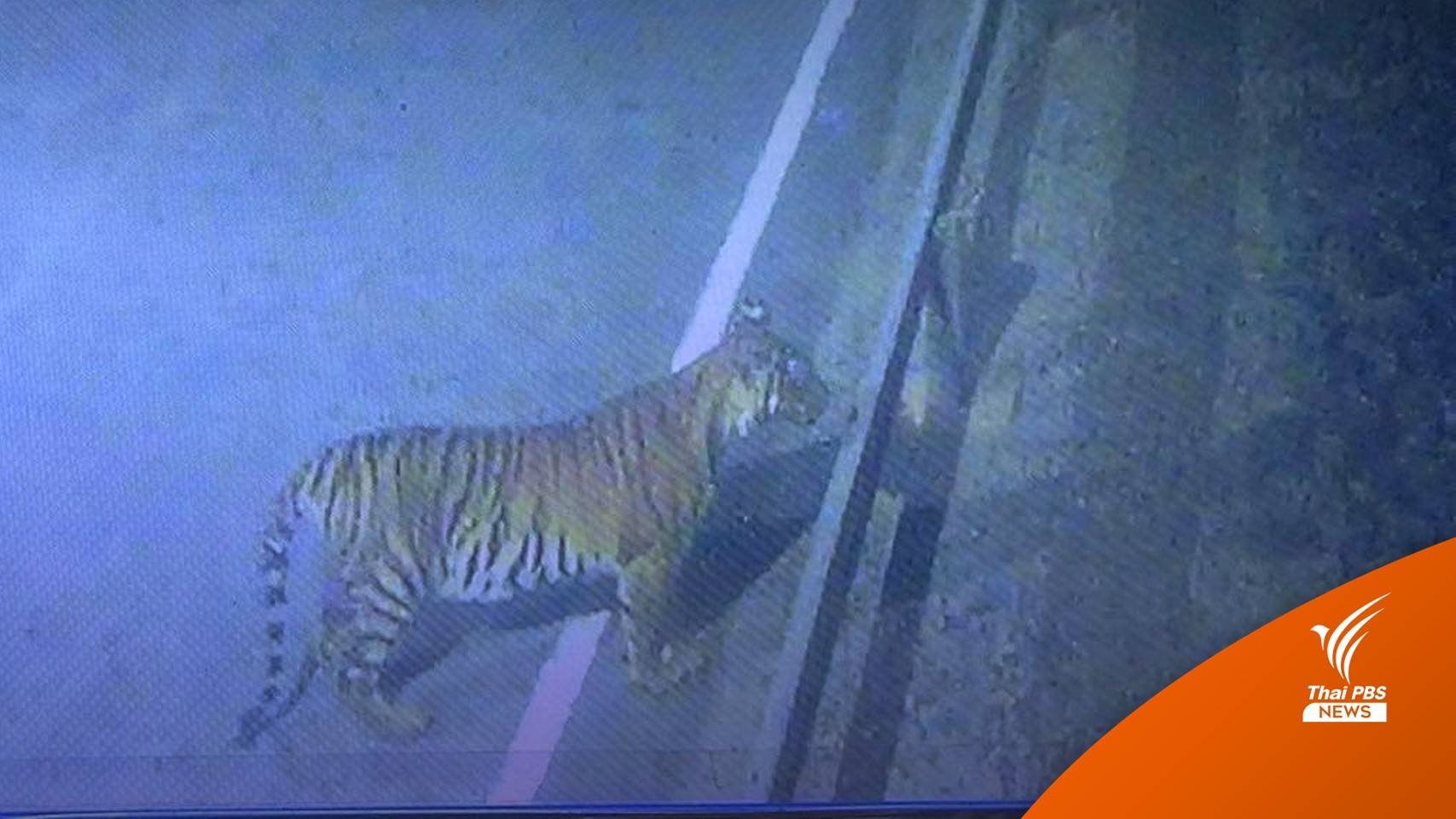 ปิดจราจรฝั่งซ้ายเขื่อนศรีนครินทร์ เร่งเช็กกล้องติดตามเสือโคร่ง