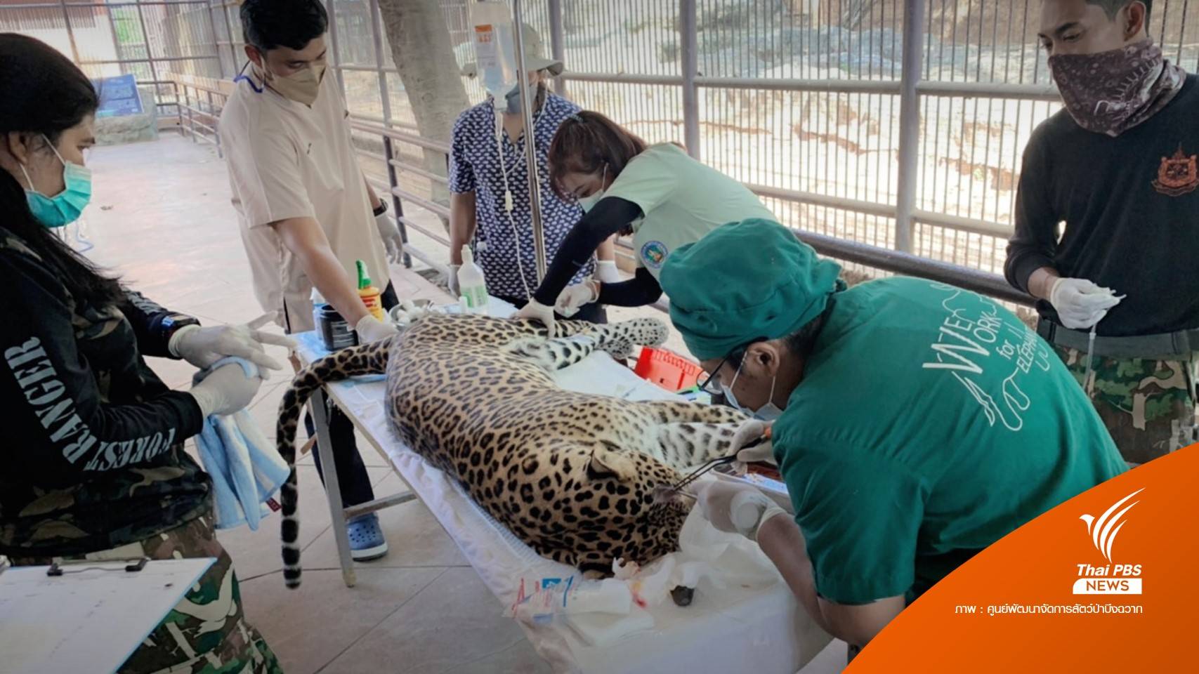 ผ่าตัดสำเร็จ เนื้องอกบนหัว "เสือดาว" บึงฉวาก