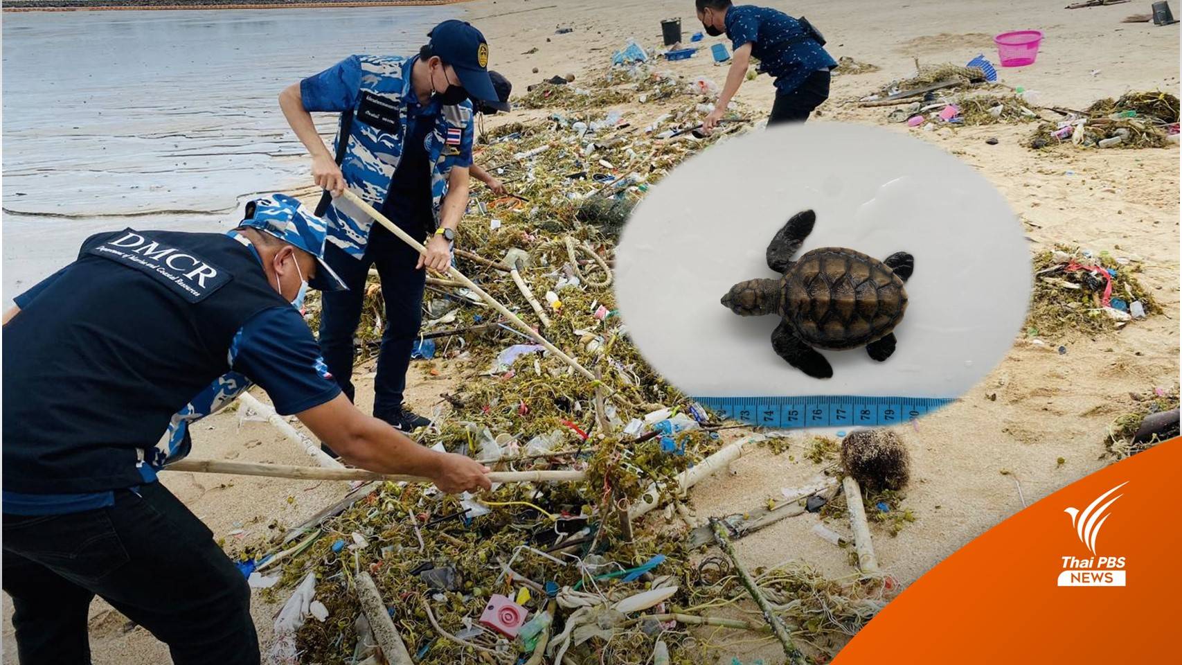 ถอดบทเรียน เต่าทะเลตาย 11 ตัว พบทุกตัวมีขยะในทางเดินอาหาร