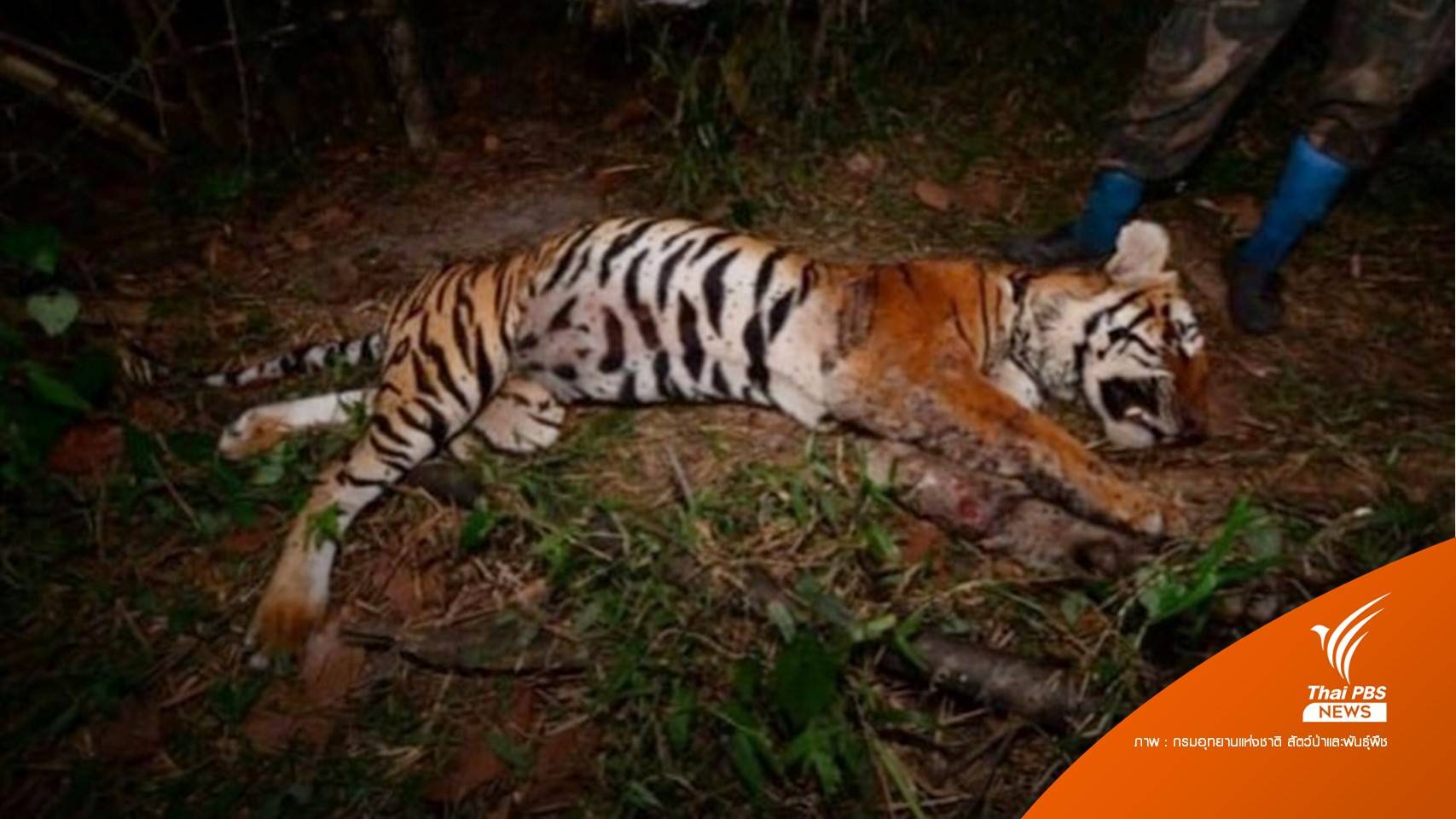 พบ "เสือวิจิตร" ตายในป่าแม่วงก์ คาดเกิดจากต่อสู้แย่งอาณาเขต
