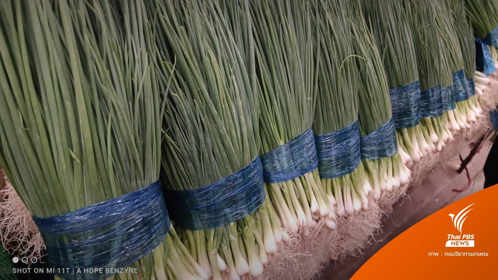 ขีดเส้น 7 วันสอบ "ต้นหอมสีฟ้า" พิสูจน์ชนิดสาร-ปริมาณตกค้าง