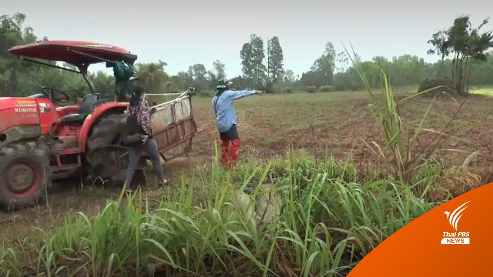 ผวา! จัดเวรเฝ้าไร่มันราคาพุ่ง 3.50 บาท หลังเกษตรกรถูกยิงตาย