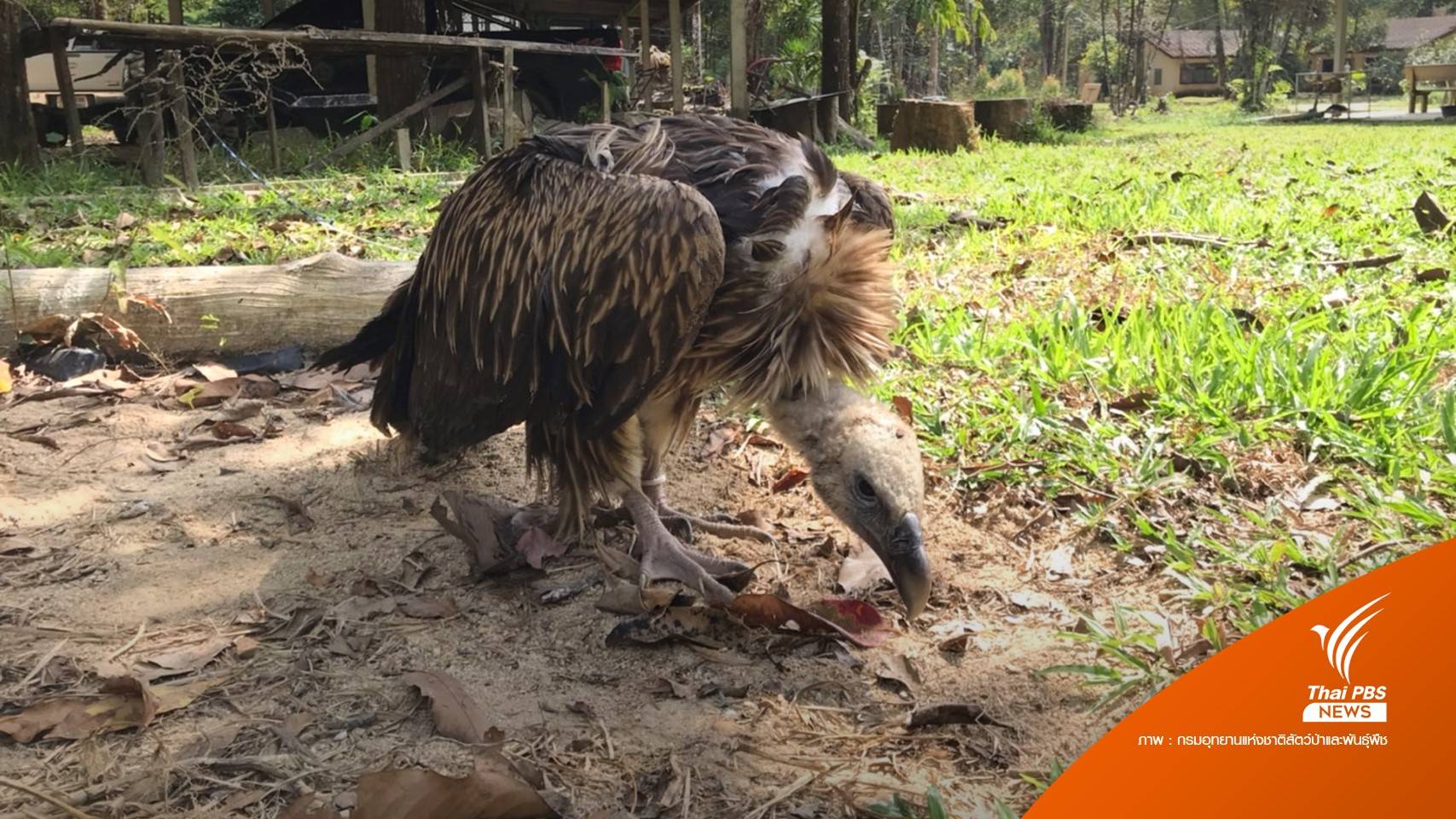ช่วย "แร้งสีน้ำตาลหิมาลัย" ตกในสวนยางพารา
