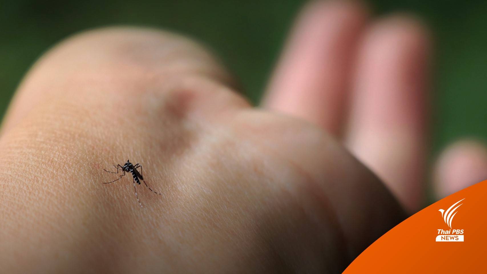 เตือนปีนี้แนวโน้มป่วย "ไข้เลือดออก" และ "มาลาเรีย" สูงขึ้น