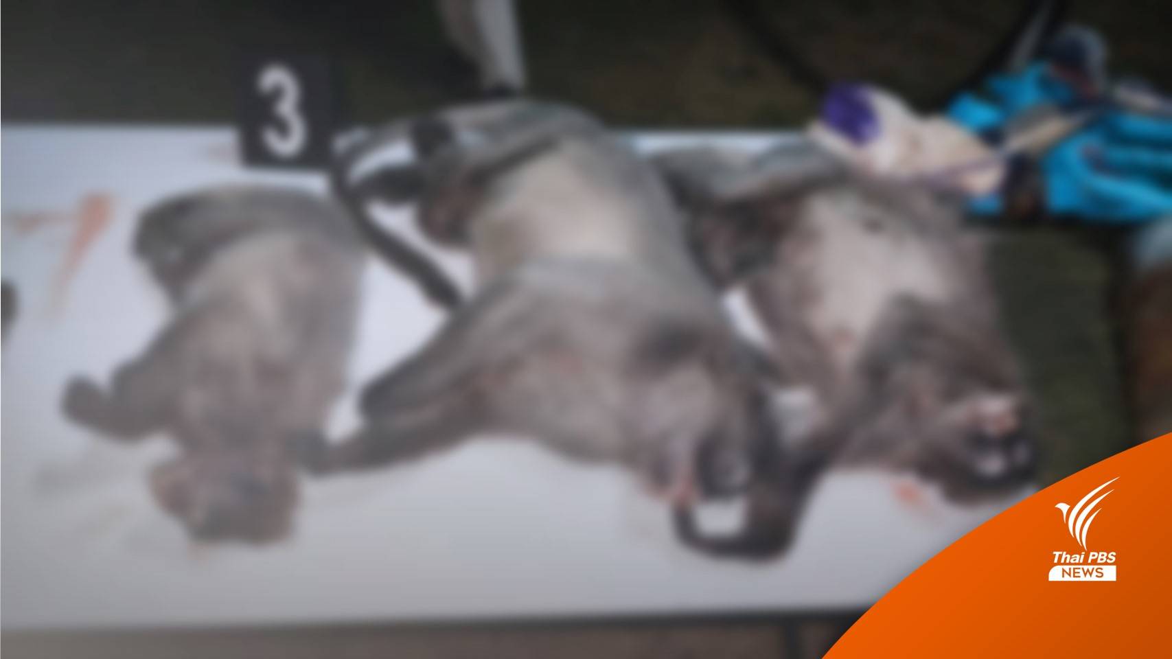 แจ้ง 5 ข้อหาคดีล่าสัตว์ป่าห้วยขาแข้ง ยึดส้มค่าง-พญากระรอกดำ