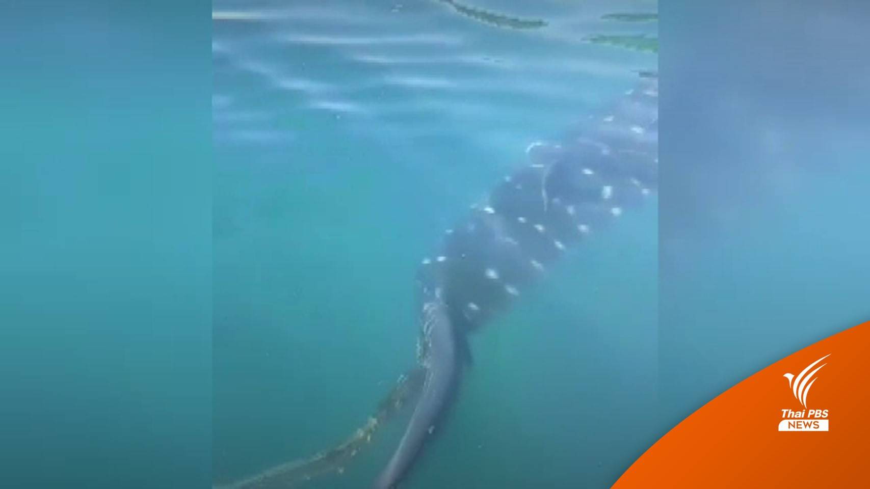 ช่วยด้วย! เร่งค้นหา "ฉลามวาฬ" ถูกเชือกพันหางที่เกาะห้อง