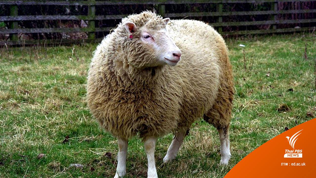 26 ปี "ดอลลี่" แกะโคลนนิ่งตัวแรกของโลก ผู้ปฏิวัติวงการวิทยาศาสตร์ไปตลอดกาล