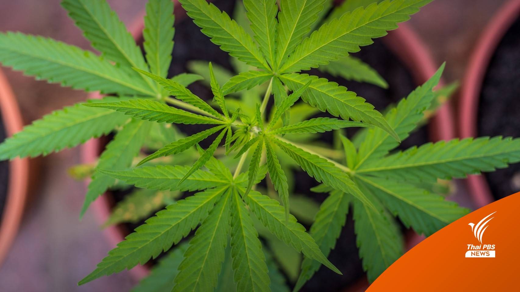 "ปานเทพ" ชี้สภาฯล่ม ถกร่าง พ.ร.บ. กัญชา เป็นเกมการเมือง