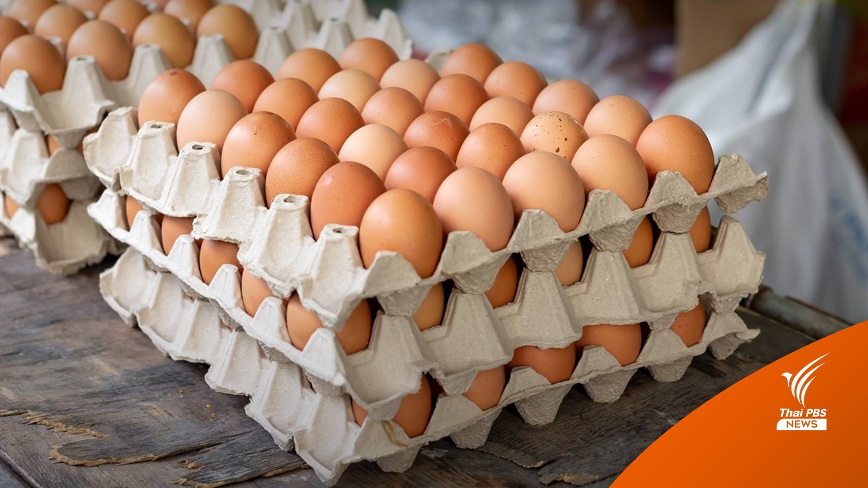 เกษตรกรโอดข้าวโพด-กากถั่วเหลืองแพง ดันต้นทุนไข่ไก่พุ่ง