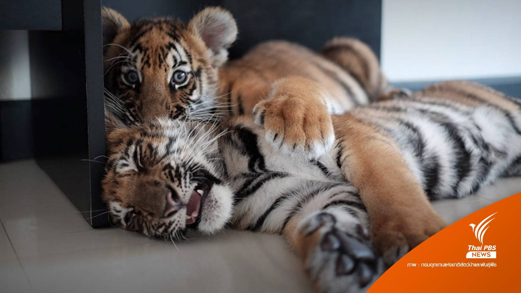 ราบรื่น ย้าย "3 ลูกเสือโคร่ง" ถึงบึงฉวาก ใช้เวลา 8 ชม.