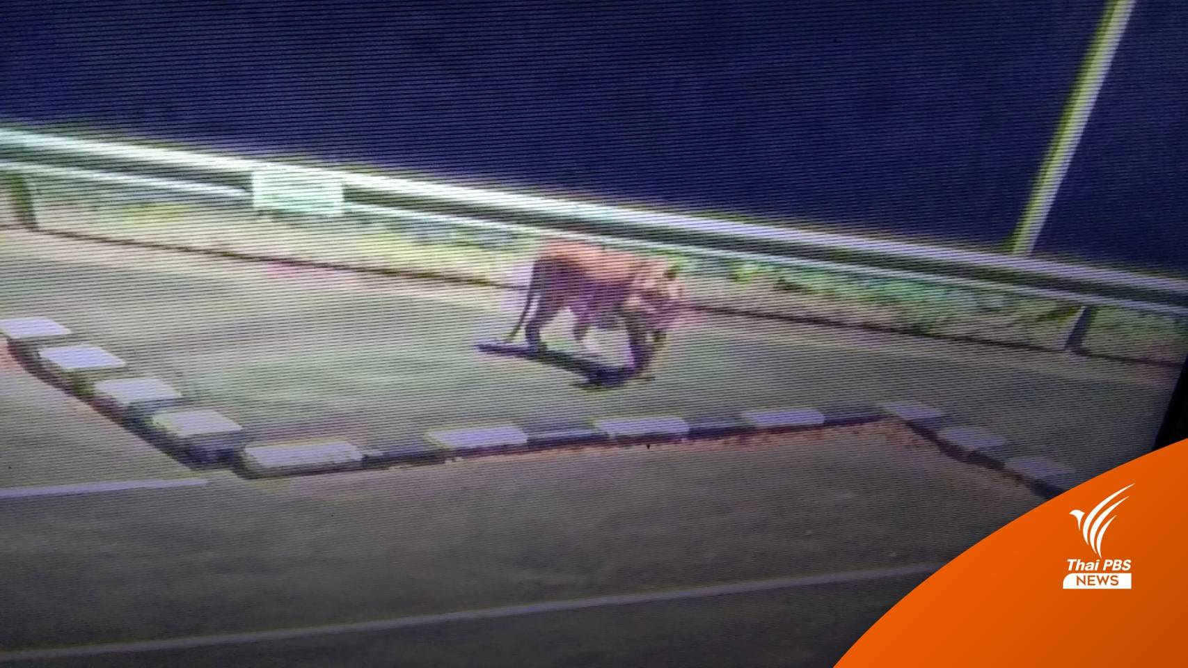 ผวา "เสือโคร่ง" บนสันเขื่อนศรีนครินทร์-ชี้มาจากสลักพระ "รหัส SLT022"