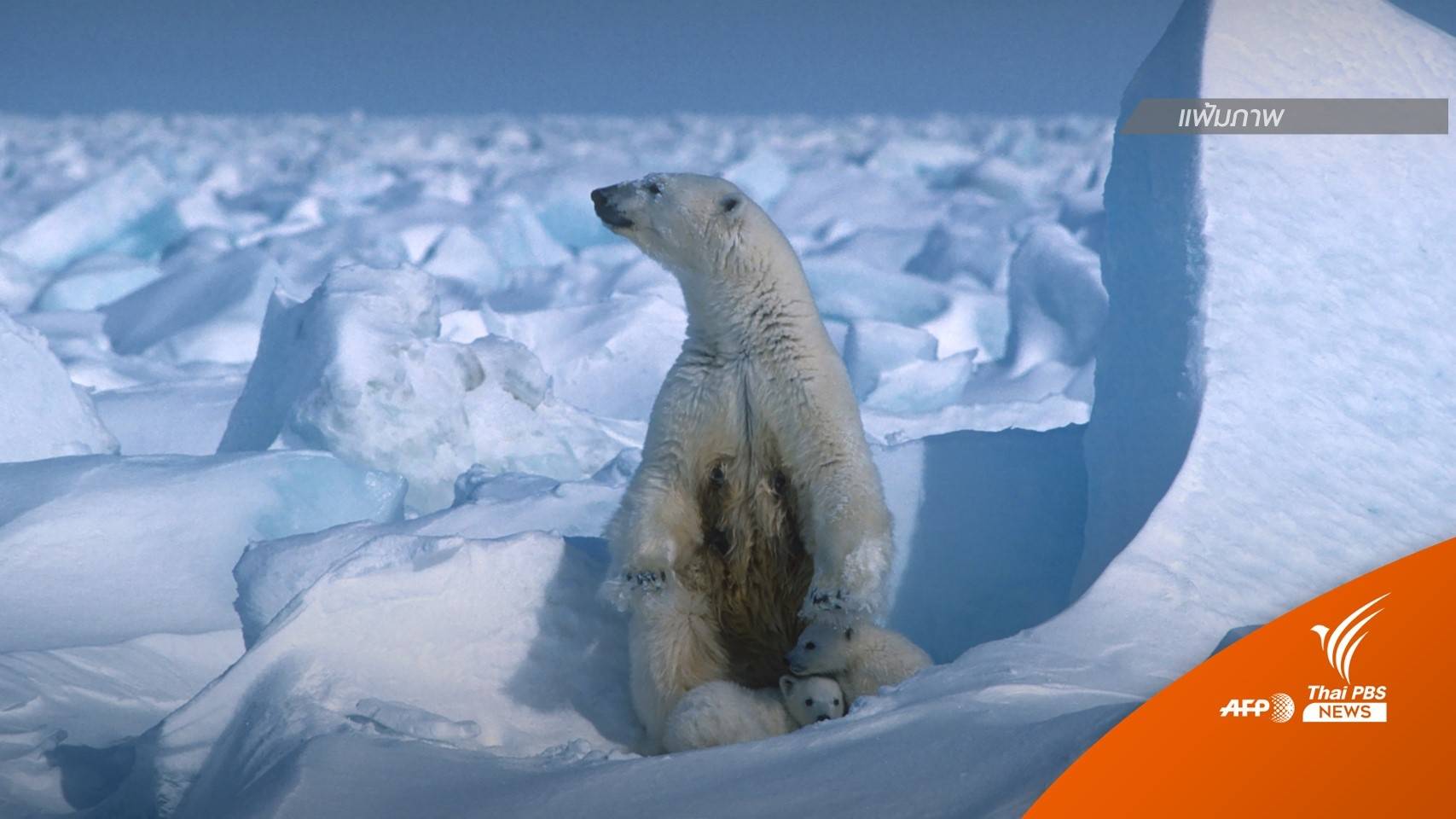 "หมีขั้วโลก" ถูกสังหารในอะแลสกา หลังทำร้ายแม่-ลูกตาย 