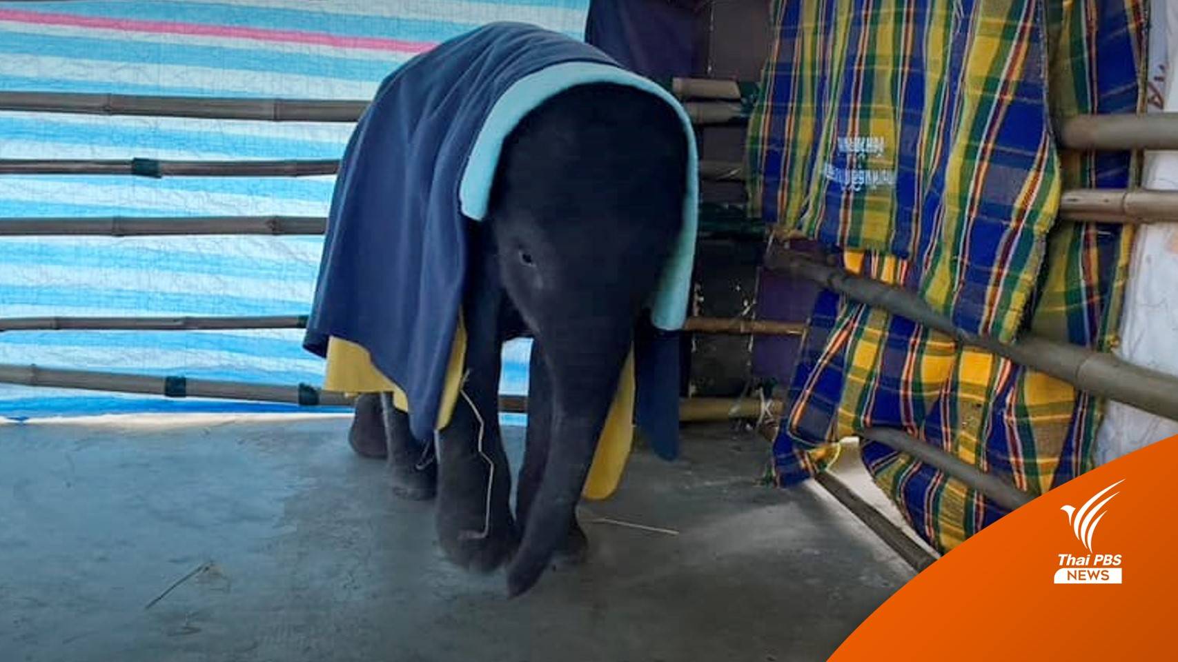 อัปเดตลูกช้างป่า "ตุลา" ยังพบแผลปลายลิ้น-ให้ยาต้านไวรัส