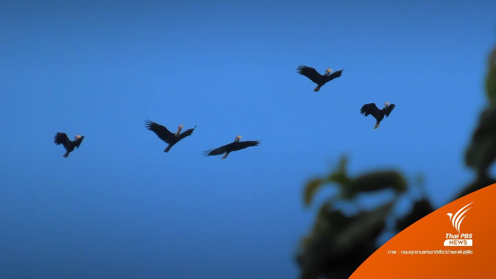 "นกเงือกกรามช้างปากเรียบ" โชว์ตัวในอุทยานฯ หมู่เกาะอ่างทอง