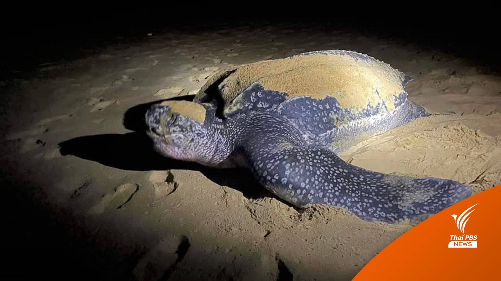 ข่าวดีรับปีใหม่ เต่ามะเฟืองวางไข่ 2 จุด ชี้ทรัพยากรทางทะเล-ชายฝั่งสมบูรณ์