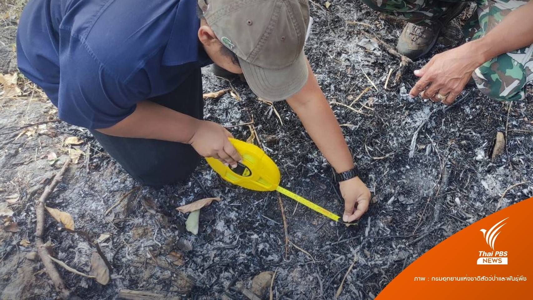 ผวา "เสือโคร่ง" มหิดลประกาศห้ามเข้าใกล้ป่า-ติดกล้องดักถ่าย