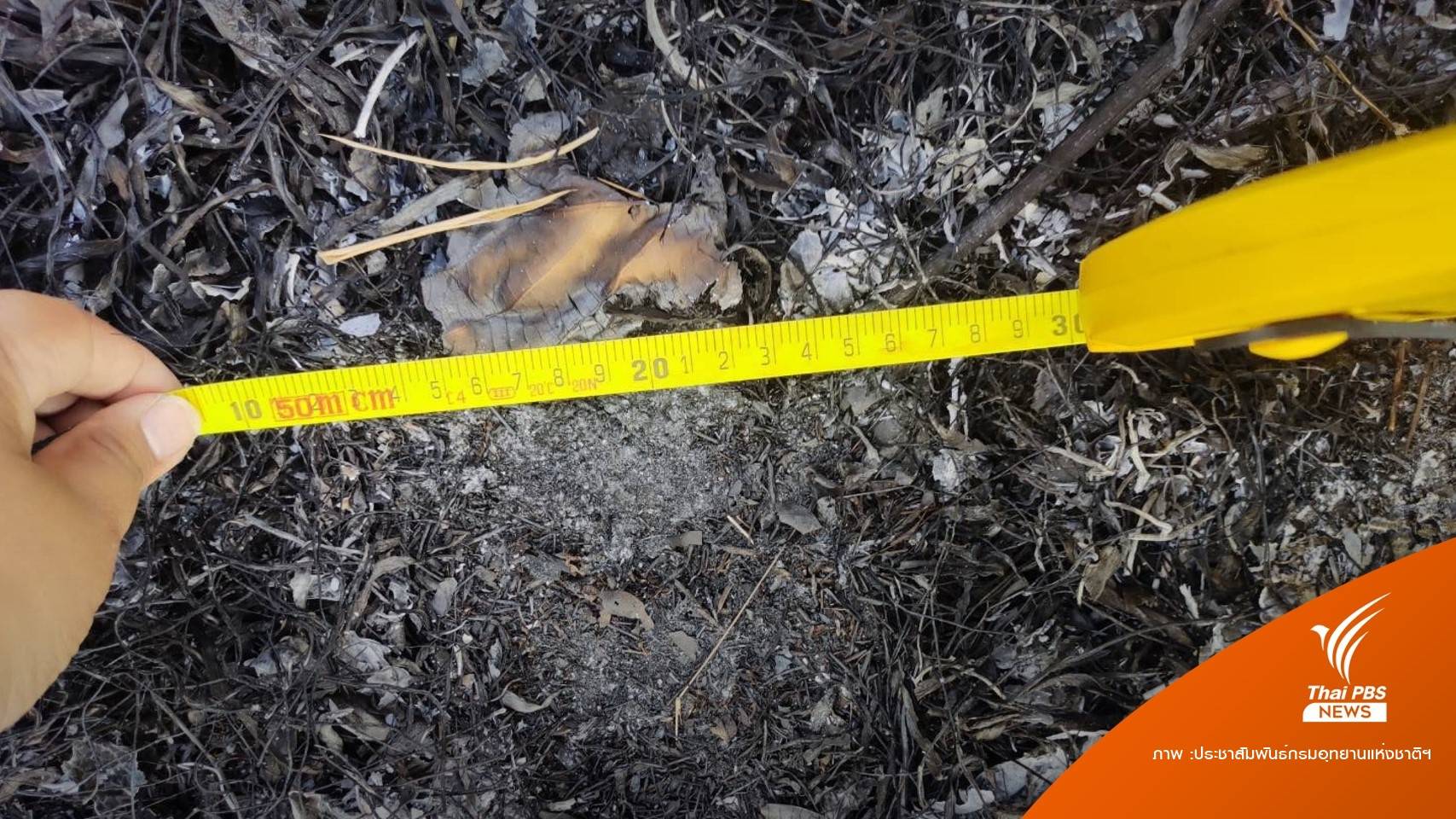 เตือน! "เสือโคร่ง" โผล่หลังป่า ม.มหิดล กาญจนบุรี