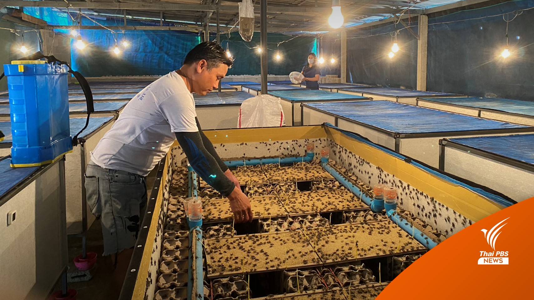 เลี้ยงจิ้งหรีดขายสร้างรายได้ชุมชน