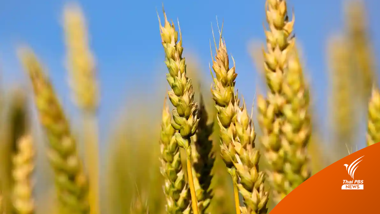 ความหวังกู้วิกฤตขาดแคลนอาหาร ค้นพบยีนพิเศษในข้าวสาลี ทนต่ออากาศร้อนได้ดี