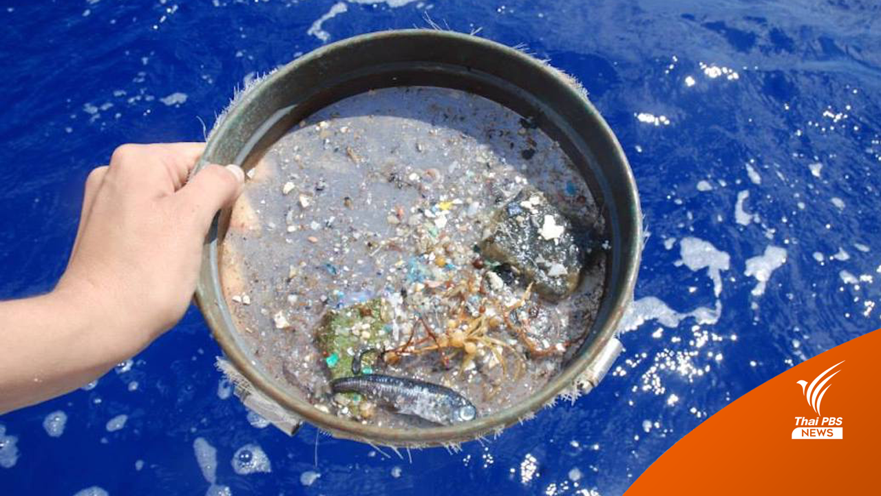 โปรตีนจาก "ไข่ขาว" ช่วยกำจัดขยะไมโครพลาสติกในทะเลได้