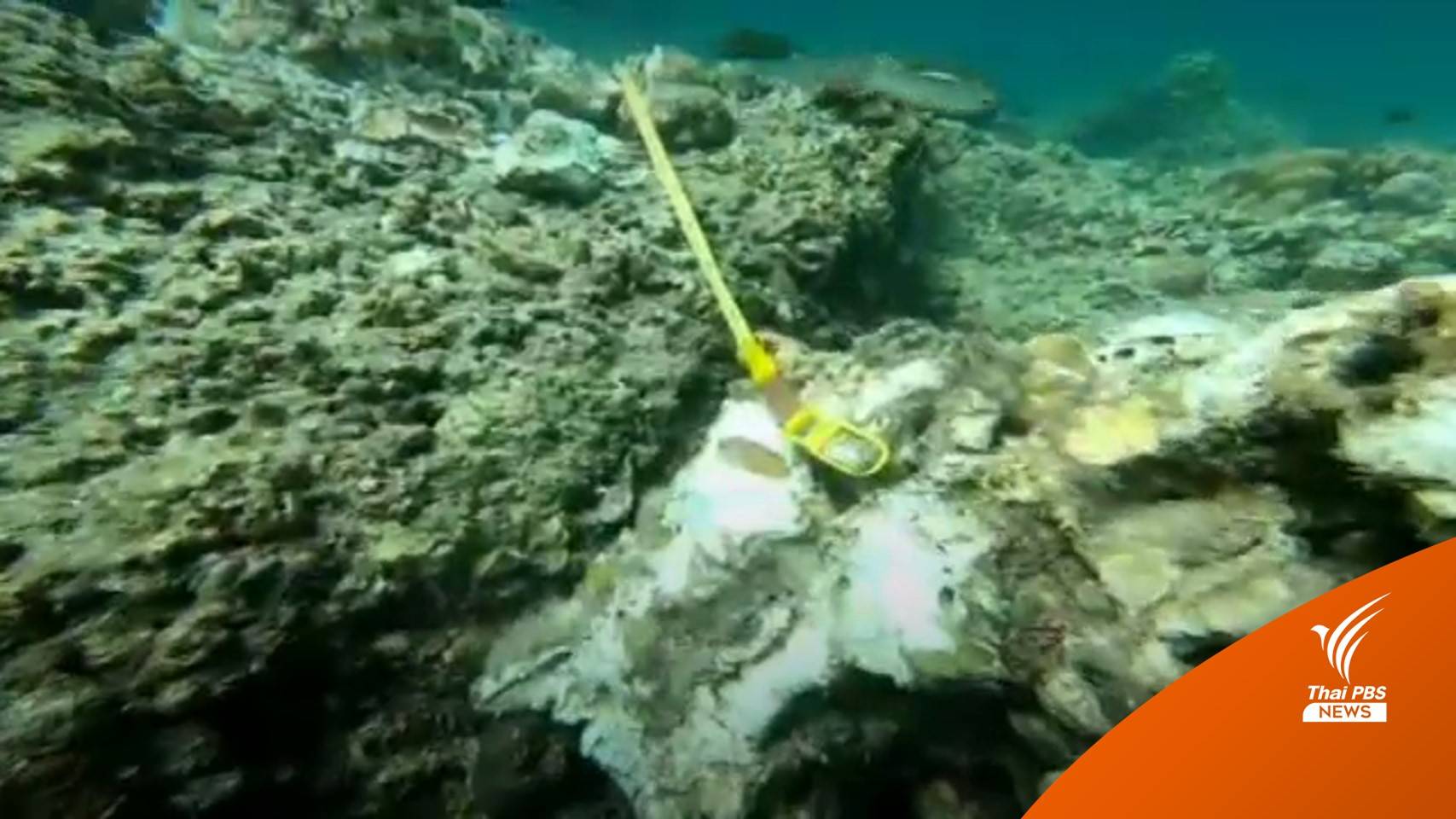 เร่งเอาผิด "นักท่องเที่ยว" จอดเรือใบทับปะการังเกาะยาวาซำ