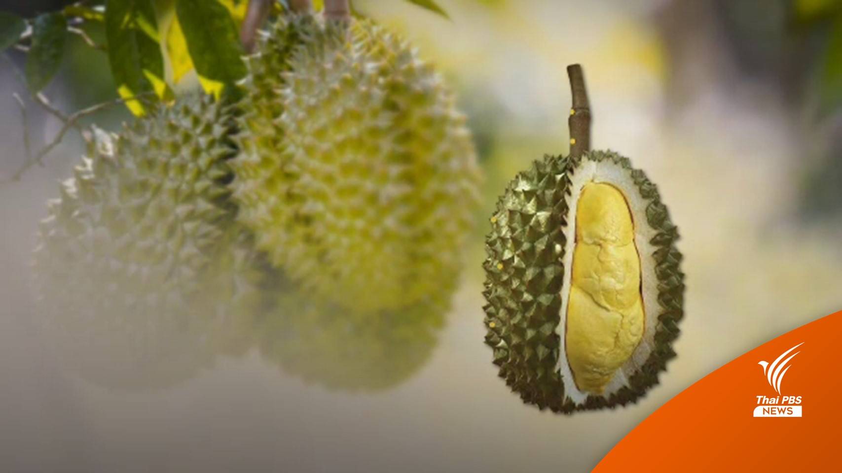 สั่งทูตเกษตร 8 ประเทศสร้างความเชื่อมั่นทุเรียนไทย