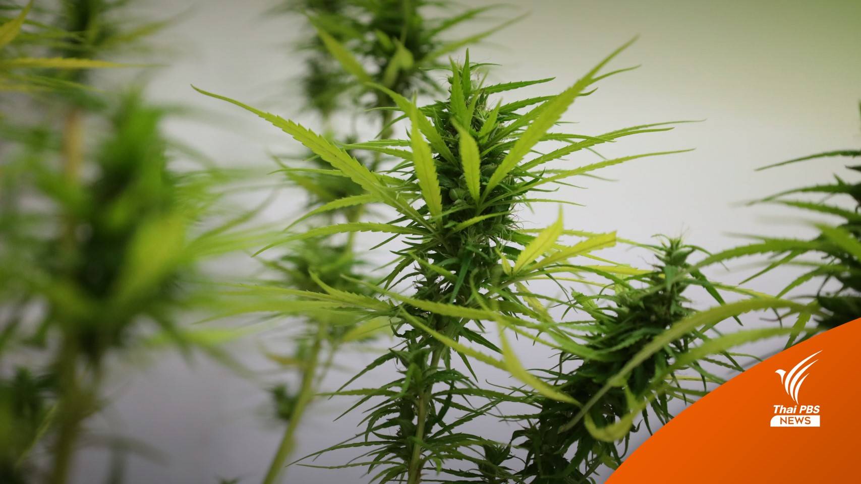 สธ.พบเลี่ยงกม.เปิดพื้นที่ให้สูบกัญชา-เตือนยึดใบอนุญาต