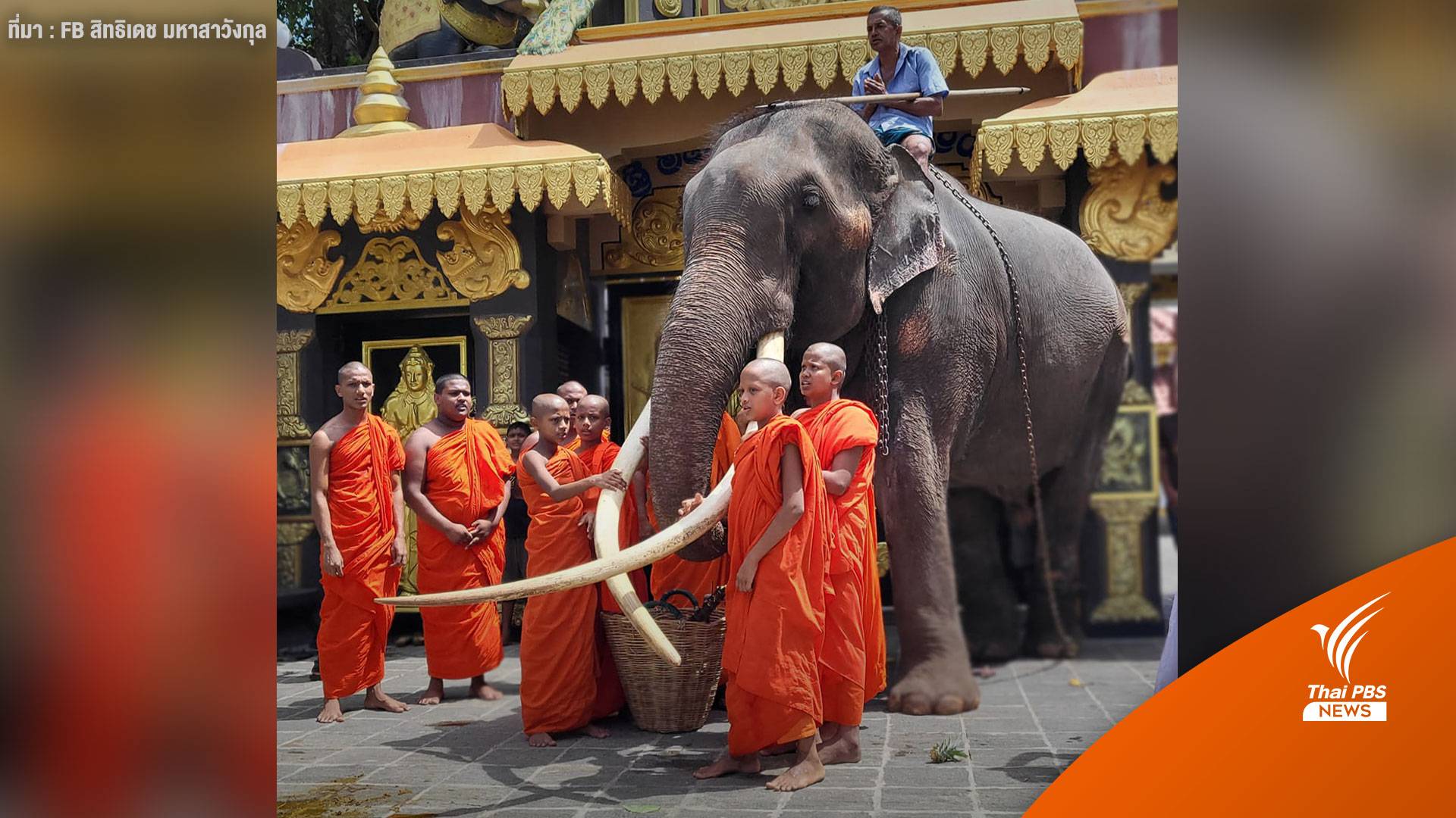 คาดเลื่อนส่งกลับ "พลายศักดิ์สุรินทร์" 1-2 เดือนยังบาดเจ็บ-ตกมัน