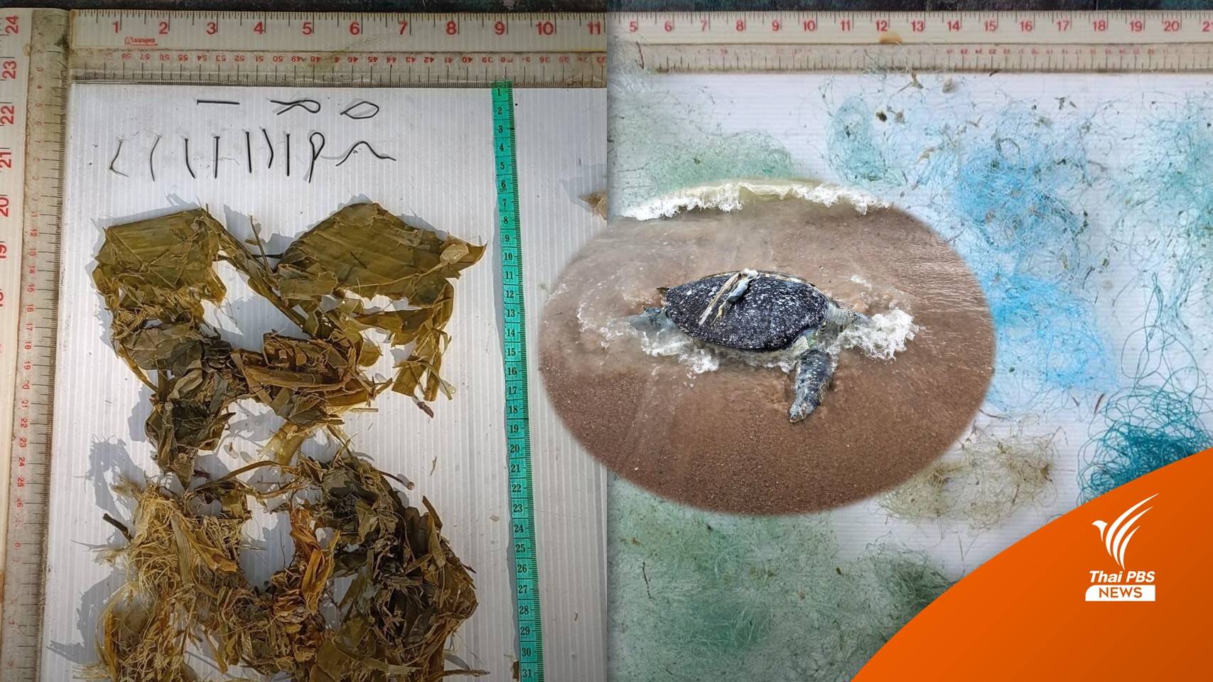 พบซากเต่าตนุ อายุ 20 ปี เกยตื้นหาดที่ชลบุรี ผ่าชันสูตรพบขยะเพียบ