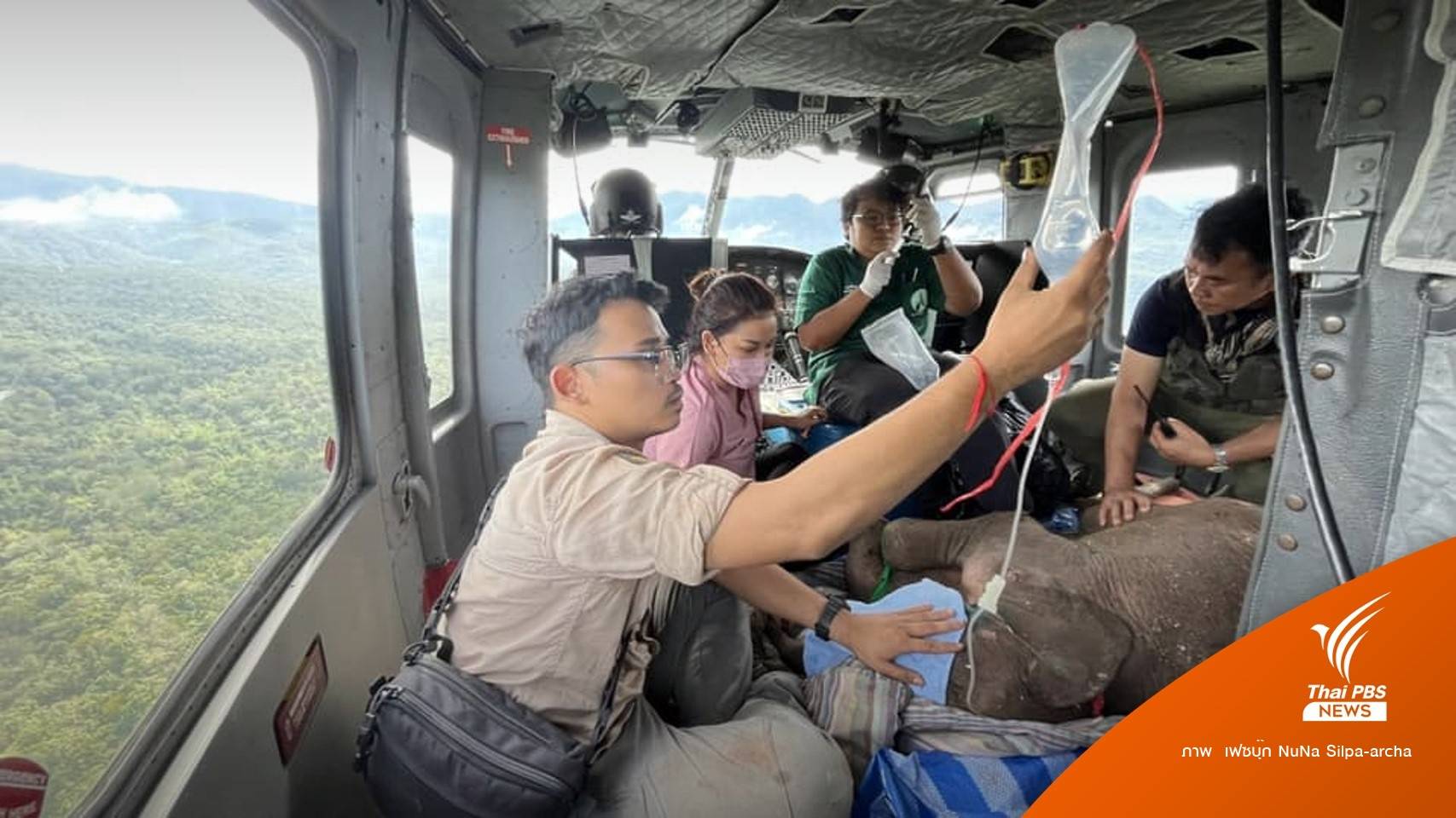 ใช้เฮลิคอปเตอร์ย้าย "ธันวา" ลูกช้างบาดเจ็บแม่ทิ้งป่าลึกมาบึงฉวาก