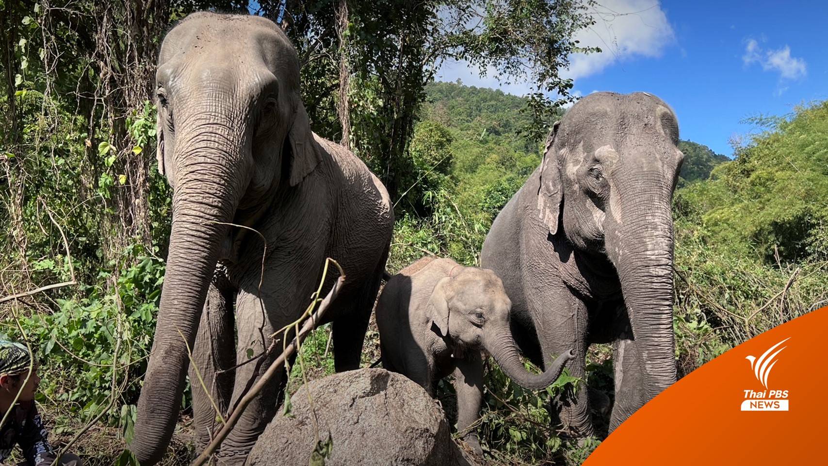 ปลดกระดิ่งไม้ปล่อยลูกช้าง “ทับเสลา” คืนป่าพร้อมแม่รับ “วาเลนไทน์”