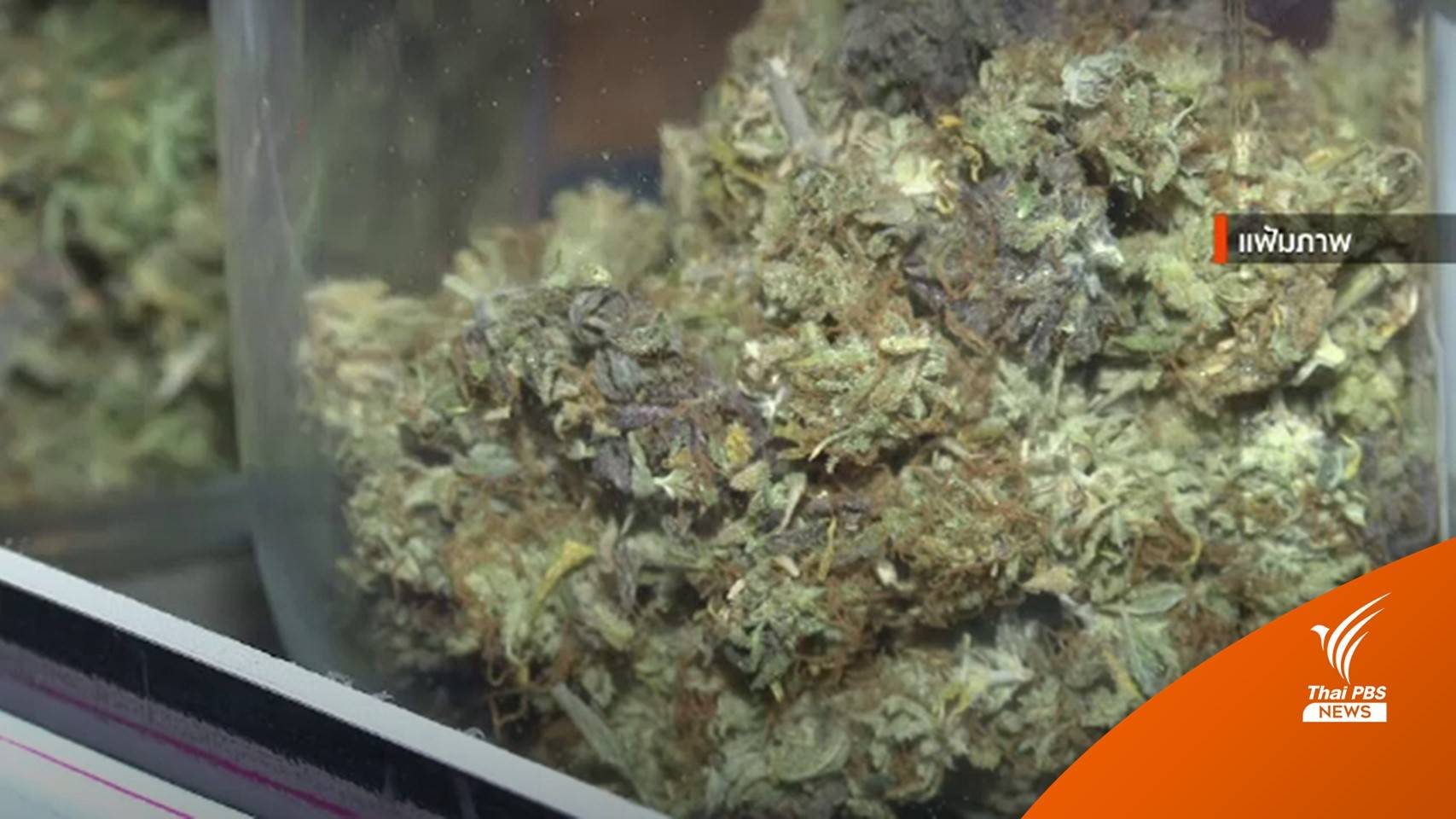 สธ.ห้ามแพลตฟอร์มออนไลน์ขาย "ช่อ-ดอก" กัญชา