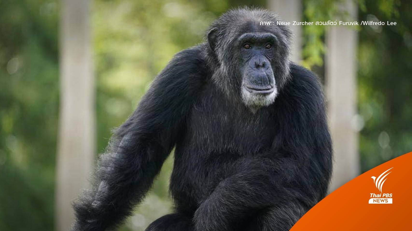 สวีเดนสังหาร " 3 ลิงชิมแปนซี" หลุดสวนสัตว์ห่วงอันตรายคน