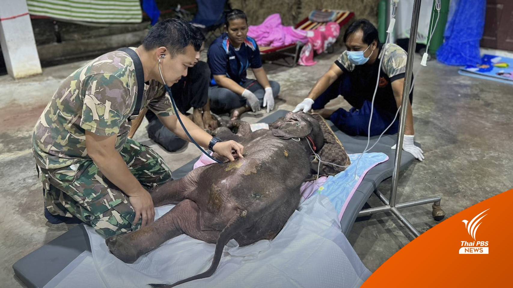 เอาใจช่วยลูกช้าง "ธันวา" อ่อนเพลีย-ไม่มีแรงลุกนั่ง หมอดูแล 24 ชม.