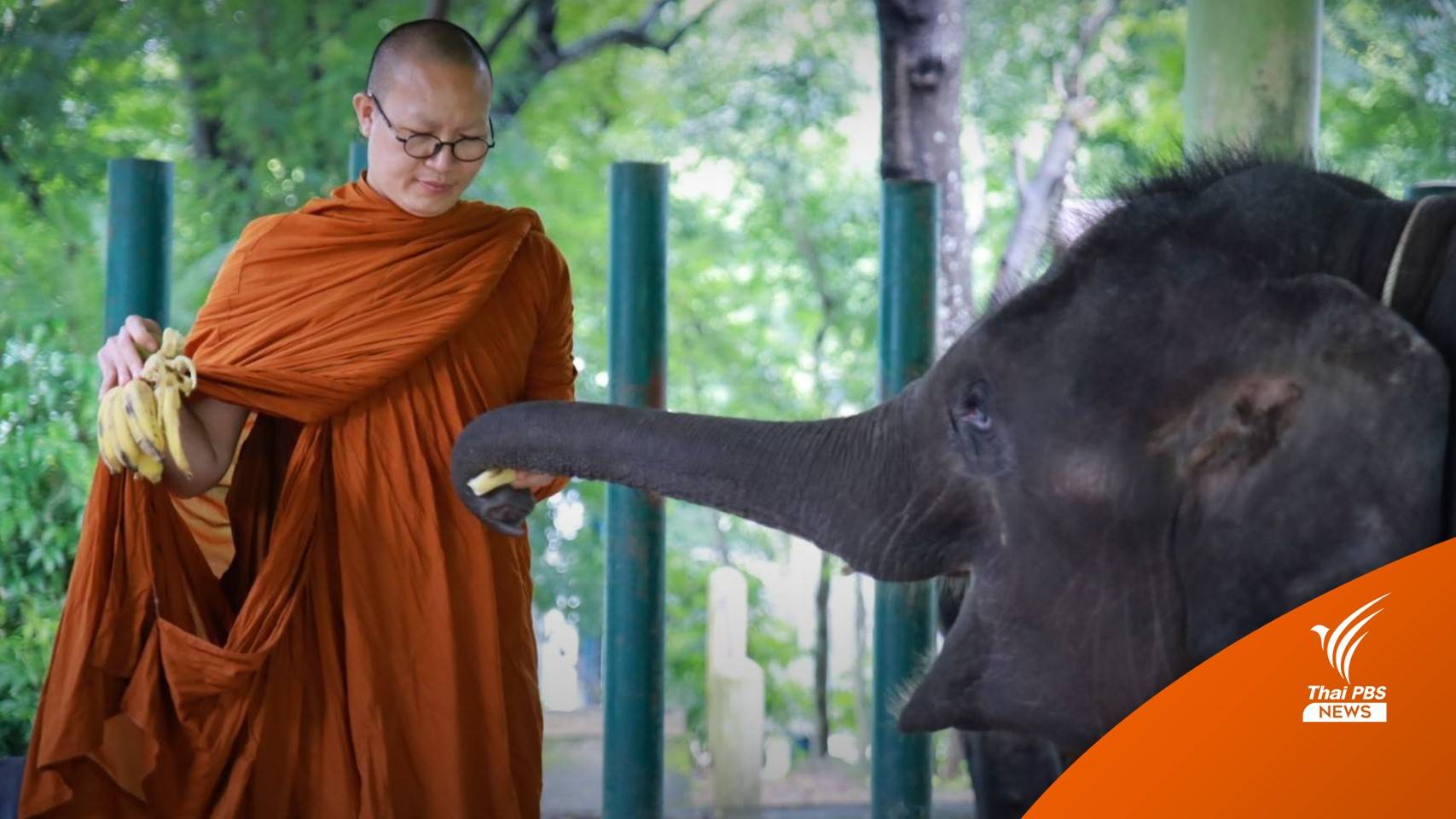 เรื่องราวของ "แสนหวาน" ลูกช้างตาบอดจากสารเคมี