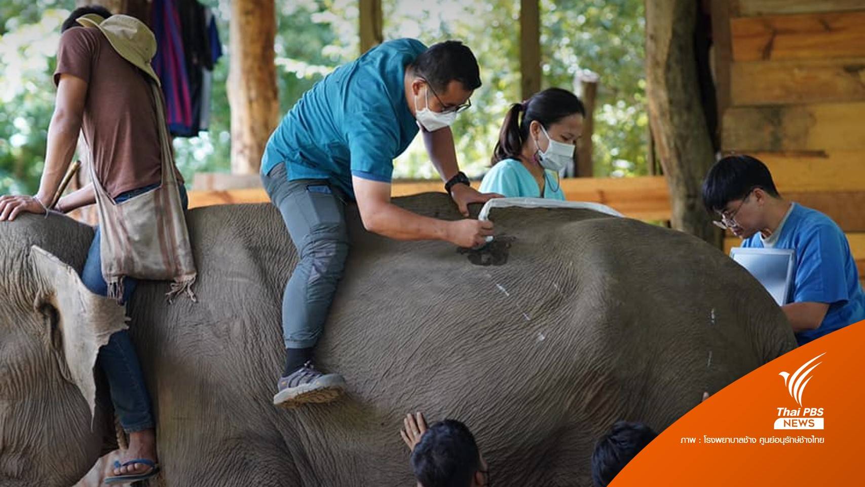 เปิดภารกิจ "ช้าง" ทีมหมอลำปาง