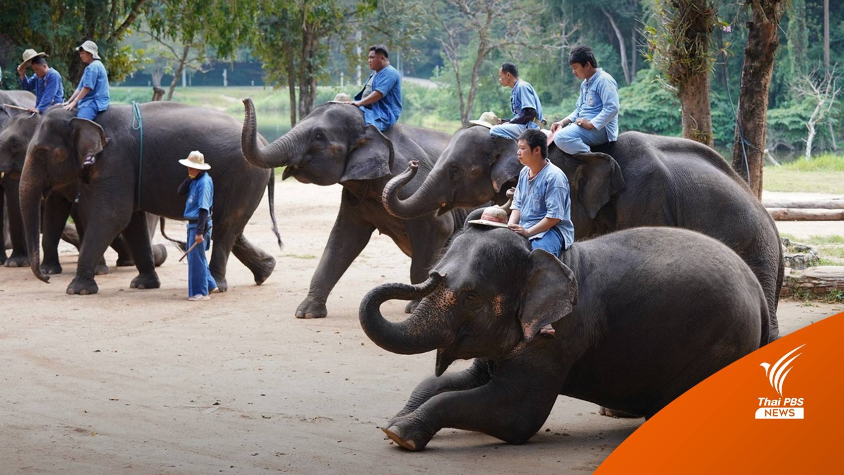 เปิดโลกชีวิต "ควาญ-ช้างคู่หู" สถาบันคชบาลฯ ลำปาง
