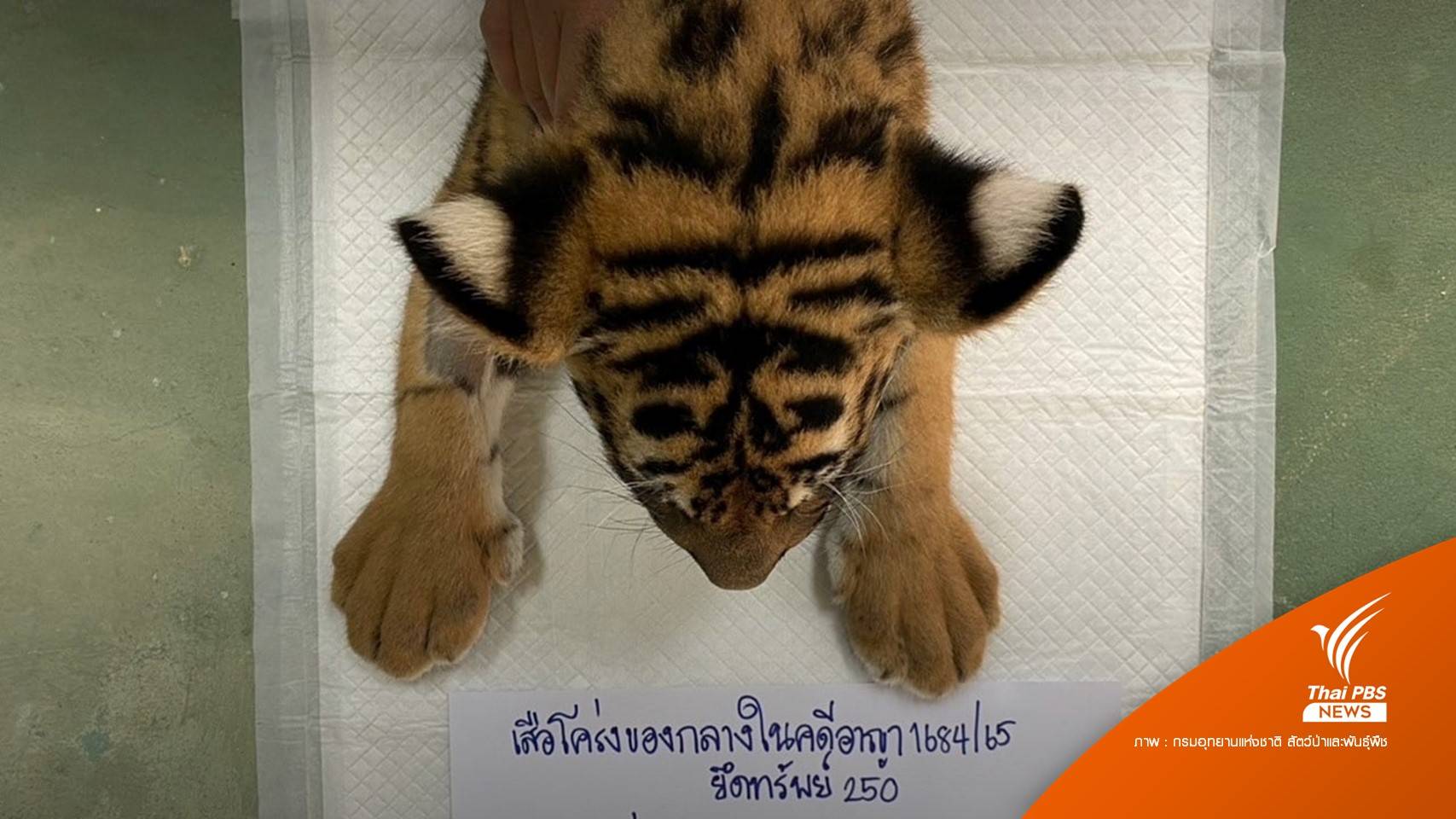 “ข้ามแดน” ลูกเสือของกลางตาย เอกซเรย์พบปอดอักเสบ