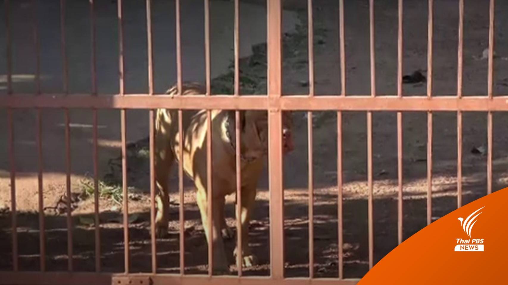 สุนัข "พิทบูล" รุมกัดชายอุดรฯ วัย 47 ปี เสียชีวิต