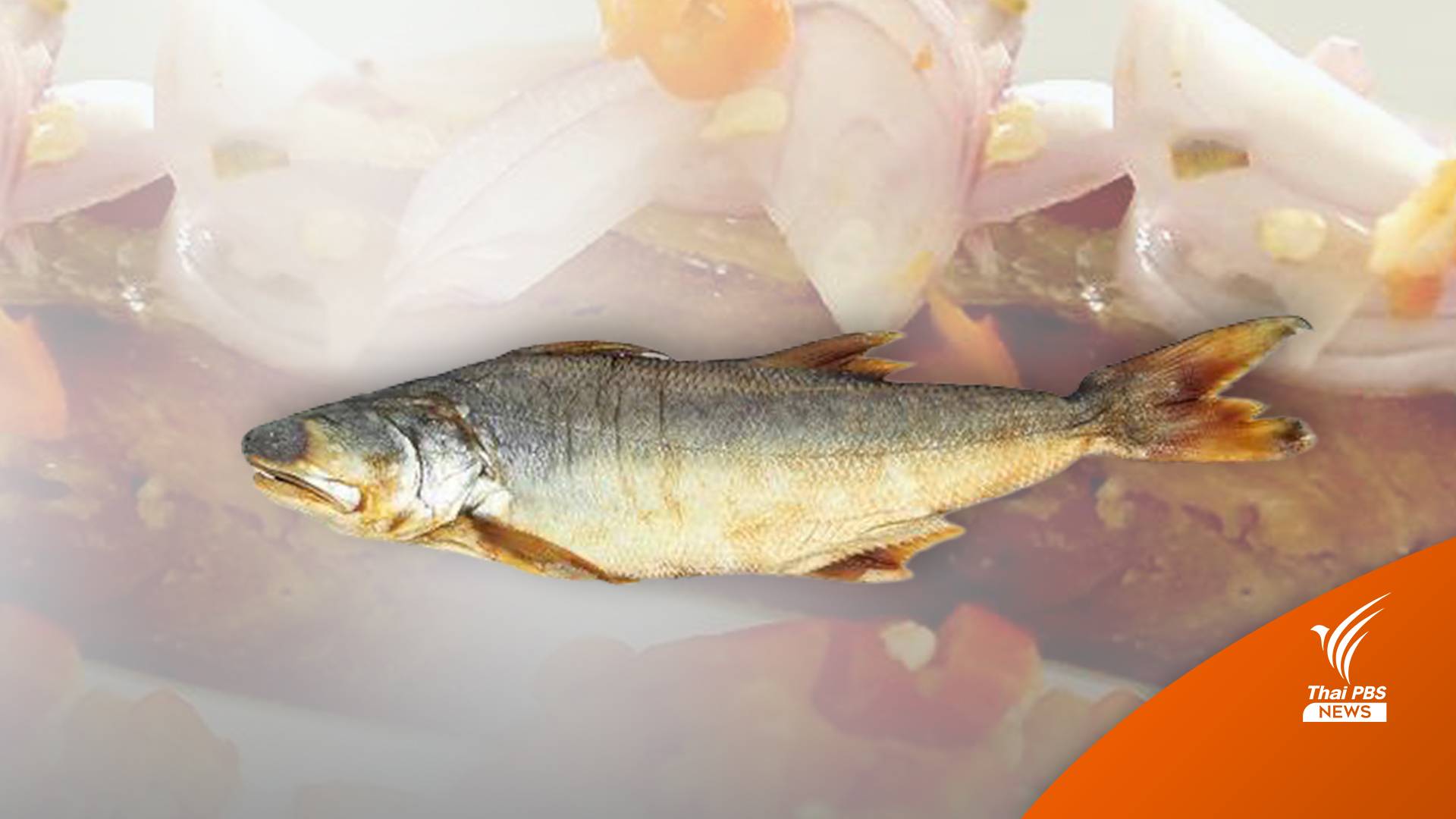 ปลากุเลาตากใบ "ราชาแห่งปลาเค็ม"