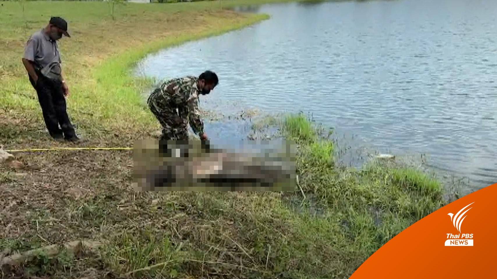 พบซาก "กระทิง" ถูกชำแหละทิ้งริมบ่อน้ำ ใกล้เขาใหญ่