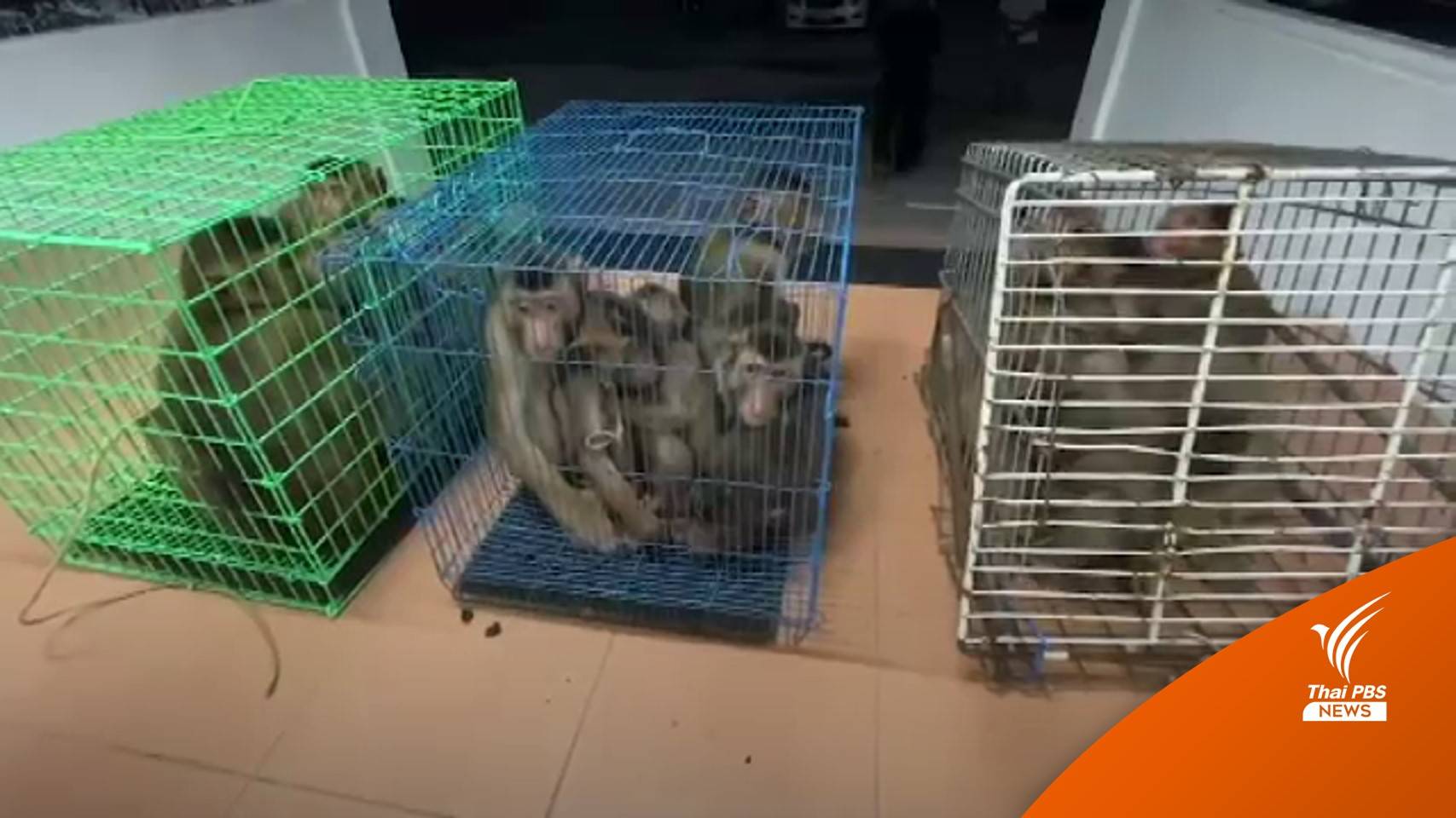 จับกุมผู้ค้าสัตว์ป่าออนไลน์ ยึด "ลิงกัง" 21 ตัว